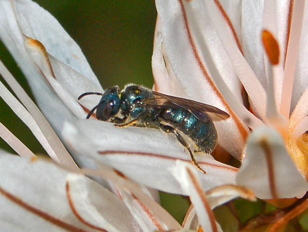 Una piccola vespetta azzurra: Ceratina sp. (Apidae)